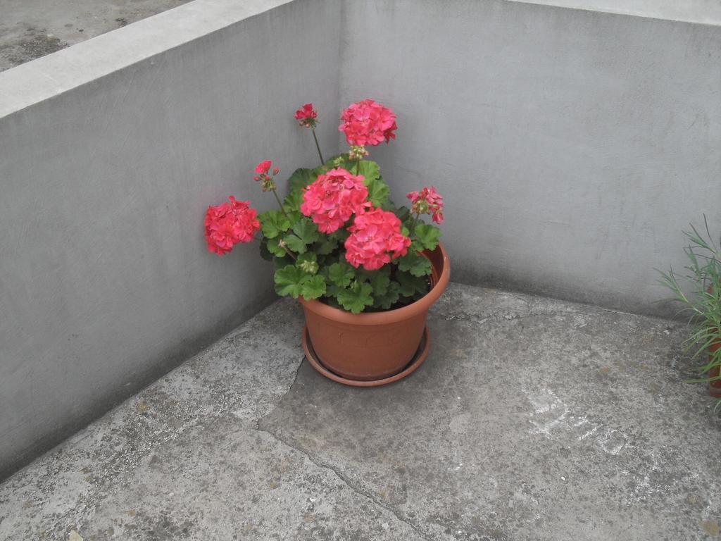 Apartment Maja ซาดาร์ ห้อง รูปภาพ